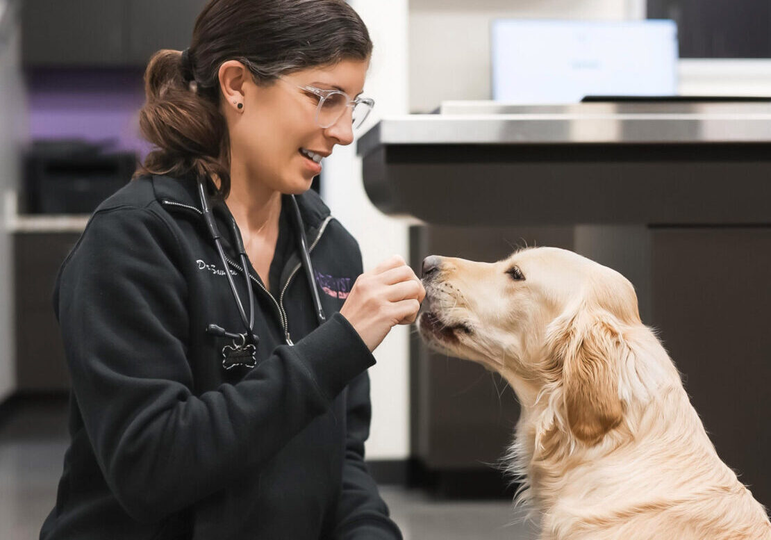 Wellness Care for Dogs