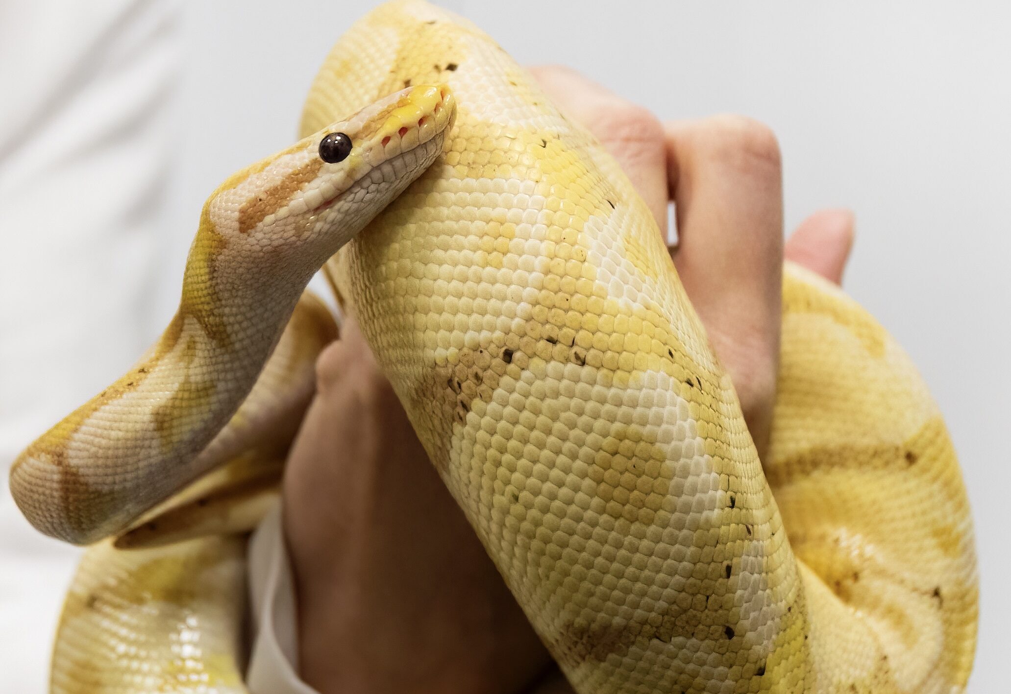 Exotic & Pocket Pets