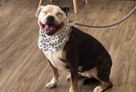 Heartworm Prevention