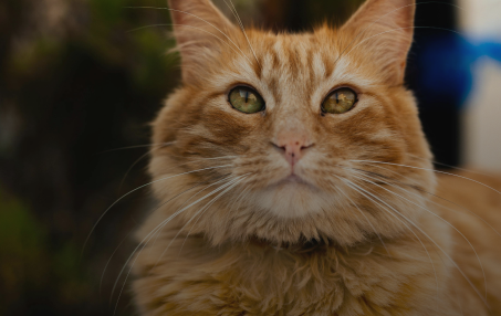 What It Means to Be a Cat Friendly Certified Practice