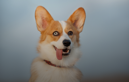 Fear Free Veterinary Care: What It Means for Your Pet