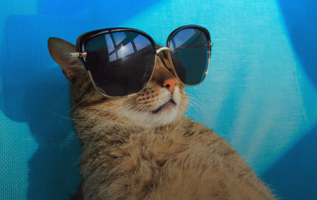 Protecting Your Pet from Arizona Heat: Summer Safety Tips for Dogs and Cats