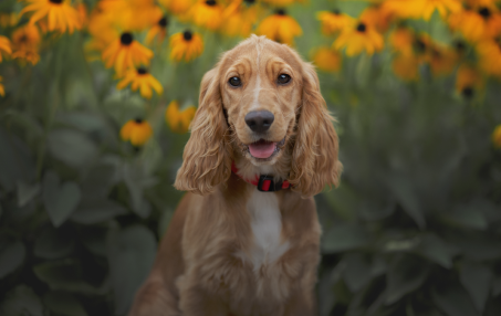 The Importance of Preventive Veterinary Care for Your Pet